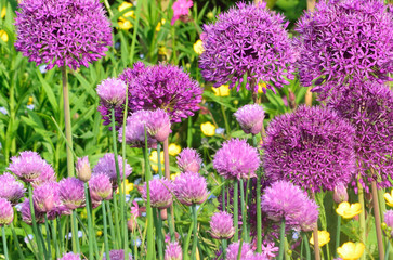 Obraz premium Allium.