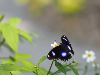 Black Butterfly on the flower nature