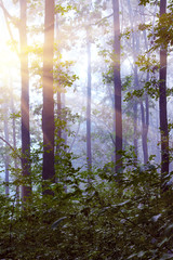 Morning in the woods. Fog  in the woods. The sun's rays in the morning forest penetrate through the trees_