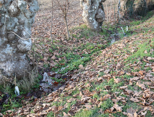 resurged on the ground with the fresh water that flows from the