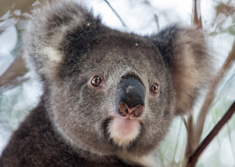 Portrait cute Australian Koala Bear sitting in an eucalyptus tree and looking with curiosity. Kangaroo island