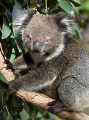 Cute little Australian Koala Bear sitting in an eucalyptus tree and looking with curiosity. Kangaroo island