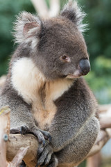 Fototapeta premium Portrait cute Australian Koala Bear sitting in an eucalyptus tree and looking with curiosity. Kangaroo island