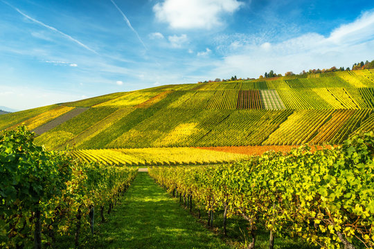 Weinberge im Herbst zum Sonnenuntergang, herbstfarben, spazieren gehen, spaziergang