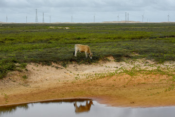 Windmills on a field near Atins, Brazil