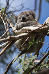 Cute little Australian Koala Bear sleeping between branches of an eucalyptus tree . Kangaroo island