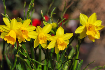 Close-up of yellow narcissus flowers on the spring meadow