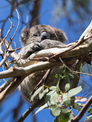 Fototapeta premium Cute little Australian Koala Bear sleeping between branches of an eucalyptus tree . Kangaroo island