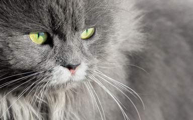 A gray cat with green eyes, a close-up portrait. Copy space_