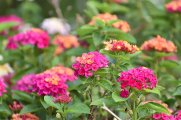 Obraz premium Flower in Garden summer JJ 2