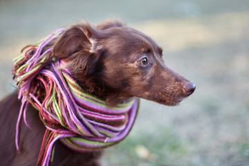 Close up portrait of little red (chocolate) dog (mix or mongrel) in bright stripped scarf outside. Blurred background. Cute pretty dog. Melancholy mood. Copy space.