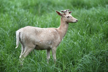 Young white deer 