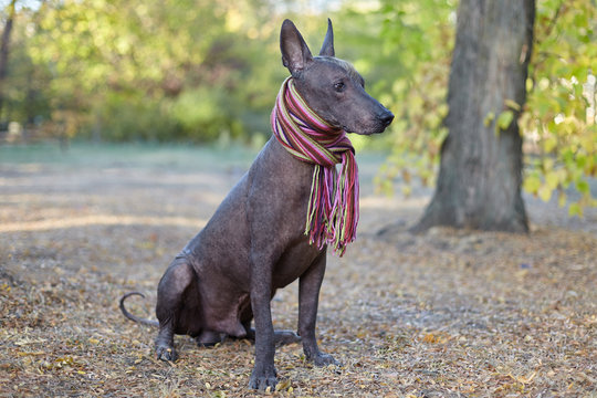 Xoloitzcuintle dog (Mexican Hairless dog breed) in bright stripped scarf on the autumn/fall background. Outdoors, close-up portrait of adult dog of big (standard) size. Copy space.