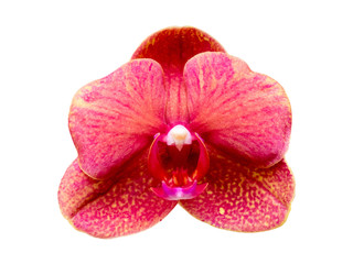 Pink orchid on a white isolated background_