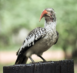 Hornbill sitting on fence