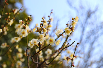 【日本の春】八重梅の花（白梅）