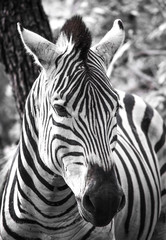 Fototapeta na wymiar Zebra up close