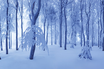 Winter snow forest. Snow lies on the branches of trees. Frosty snowy weather. Beautiful winter forest landscape fantasy forest with snow falling in winter Winter foggy beech forest scene. 