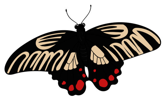 Papilio Rumanzoviz