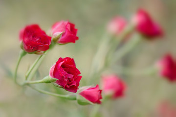 red roses in the garden