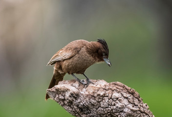 Brown cacholote , Patagonia , Argentina