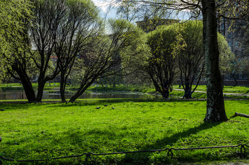 Green decorative garden. Neutral landscape with a green field. Landscape park. The first spring sunny days. Park by the lake.