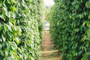 Pepper field at Phu Quoc, Viet Nam, group of pepper plant in green, this farm product is export product from Vietnam to Asia, vegetable growing in bush, and plant in many aea as Binh Phuoc, Daklak