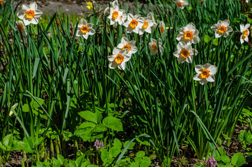 Spring primroses. Beautiful flowers close-up for backgrounds and cards. Yellow-white petals of plants. Colorful May flower meadow and lawn.