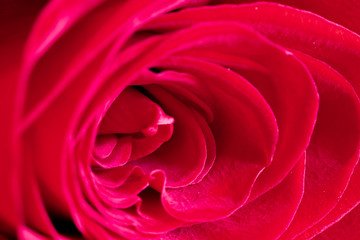 macro red rose. close up