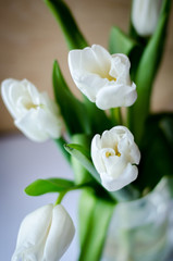 Obraz na płótnie Canvas white flowers on green background
