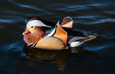 Mandarin duck