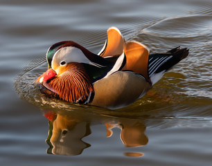Mandarin duck