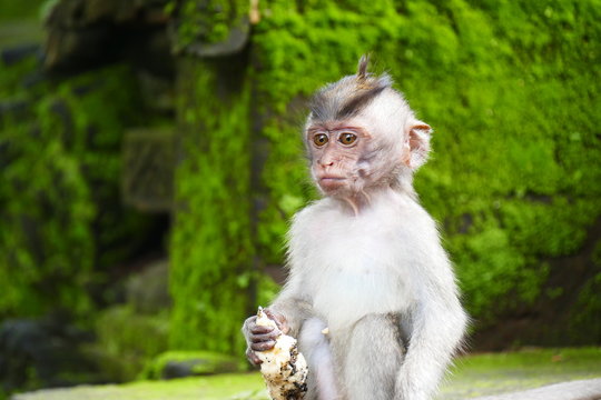 delightful funny monkey on the background of wildlife