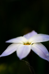 Ersten Blumen im Fr&uuml;hling