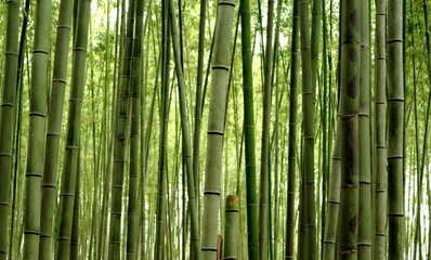 green bamboo forest background
