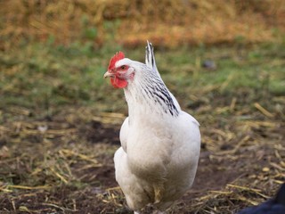 Chicken 