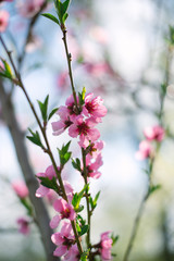 Flowering spring trees with a blurred background