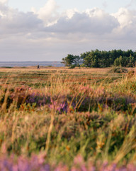 Schilf im Sonnenuntergang in D&auml;nemark am Rinkobing fjord