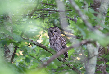 Barred Owl in the Trees