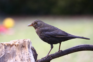 Amsel Henne