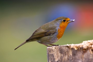 Fototapeta premium Rotkehlchen
