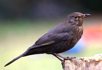Amsel Henne