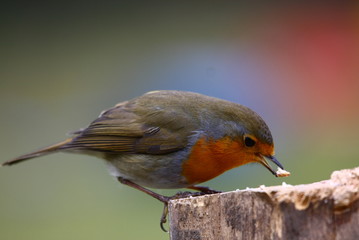Rotkehlchen