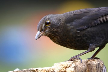 Amsel Henne