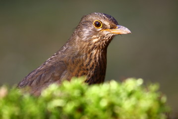 Amsel Henne