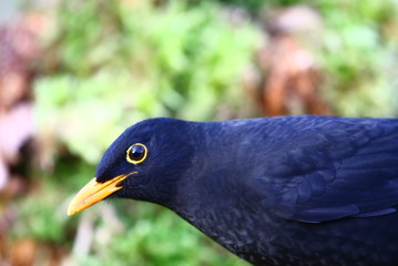 Naklejka premium Amsel Hahn