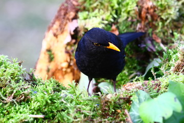 Amsel Hahn