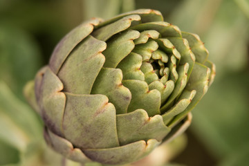 Artichoke