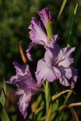 gladioluses