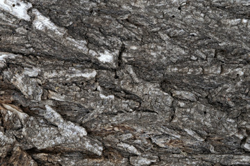 old tree bark, elm, background